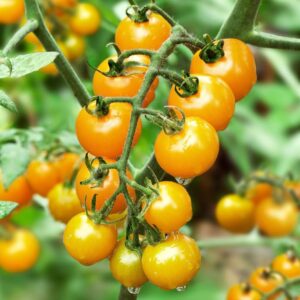 CHERRY TOMATO YELLOW - மஞ்சள் செர்ரி தக்காளி